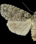 Acronicta tristis