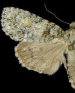 Acronicta increta