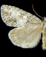 Acronicta retardata