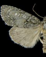 Acronicta retardata