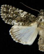 Acronicta afflicta