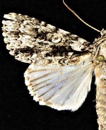 Acronicta wiklei