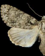 Acronicta marmorata