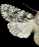 Acronicta marmorata