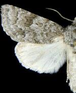 Acronicta sperata