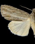 Acronicta lithospila