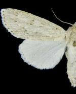 Acronicta oblinita