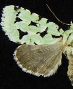 Acronicta fallax