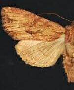 Apamea atriclava