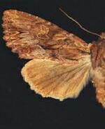 Apamea siskiyou