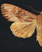 Apamea maxima