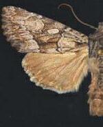 Apamea centralis