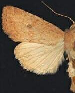 Apamea lutosa