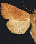 Resapamea venosa