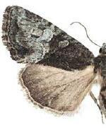 Neoligia tonsa