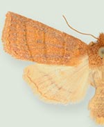 Pyreferra slotteni