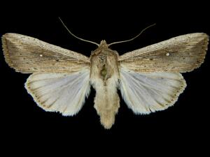 Leucania subpunctata