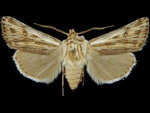 Agrotis daedalus