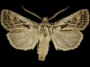 Agrotis gladiaria