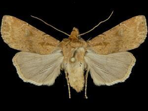 Agrotis vancouverensis