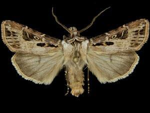 Agrotis gravis