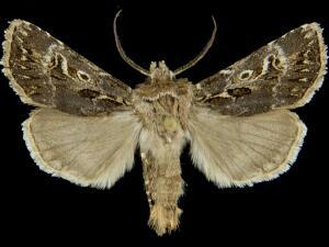 Agrotis gravis