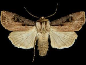 Agrotis volubilis