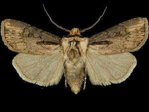 Agrotis obliqua