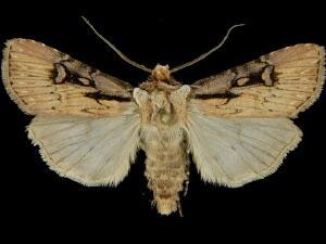 Agrotis obliqua