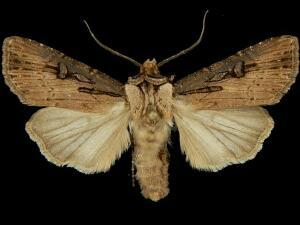 Agrotis antica