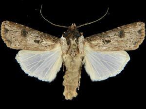 Agrotis malefida