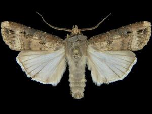 Agrotis ipsilon