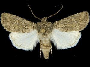 Euxoa misturata