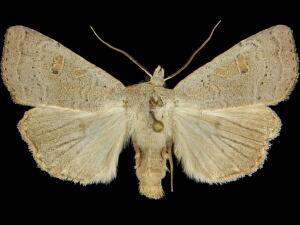 Abagrotis kirkwoodi