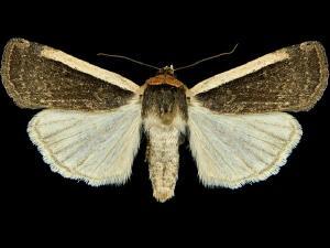 Abagrotis vittifrons