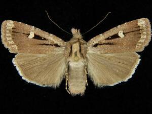 Abagrotis glenni