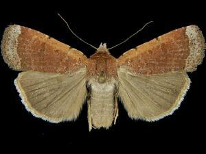 Abagrotis nefascia