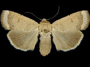 Abagrotis nefascia