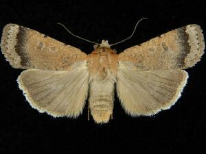 Abagrotis petalama