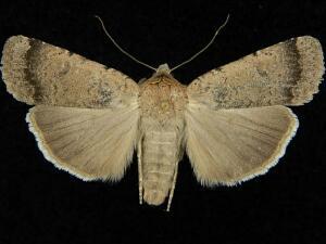 Abagrotis petalama