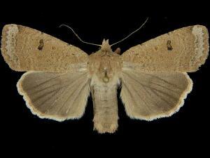 Abagrotis orbis