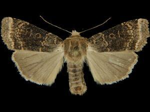 Abagrotis baueri