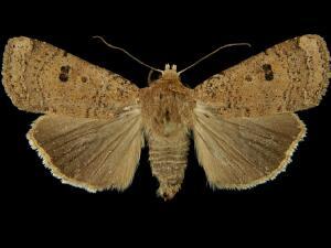 Abagrotis baueri