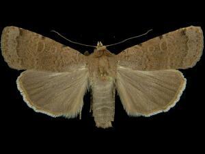 Abagrotis forbesi