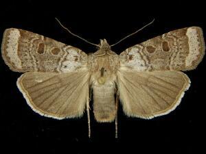 Abagrotis turbulenta