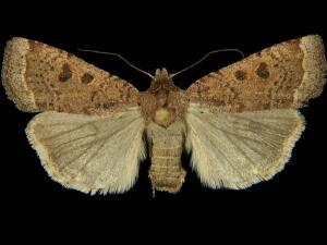 Abagrotis hermina