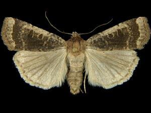 Abagrotis hermina