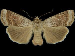 Abagrotis scopeops