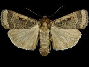 Abagrotis discoidalis