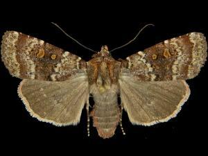 Abagrotis pulchrata